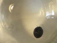 洗濯物につく黒く小さいてんとう虫のようなくさい虫で困ってます 質問を Yahoo 知恵袋