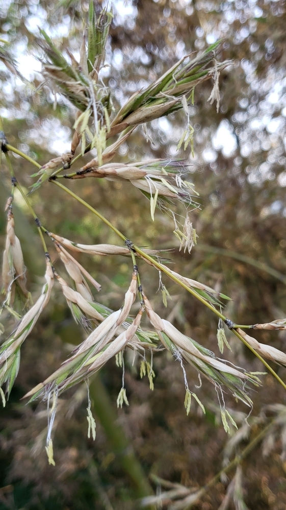 これは破竹の花ですか 全国的に開花していますか 近所の Yahoo 知恵袋