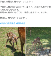 動物の育児放棄についてです Twitterで 奈良公園で鹿の Yahoo 知恵袋