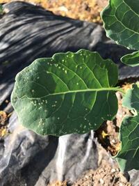 家庭菜園でブロッコリーを育てています 苗を植えて丁度2週間経 Yahoo 知恵袋