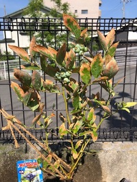ブルーベリーを庭土に植えてしまった場合の対処方法今日ブルーベリーを２本花壇 Yahoo 知恵袋