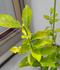 レモンの葉っぱが黄色くなってきています 植木鉢で育てているので 栄養が足りな Yahoo 知恵袋