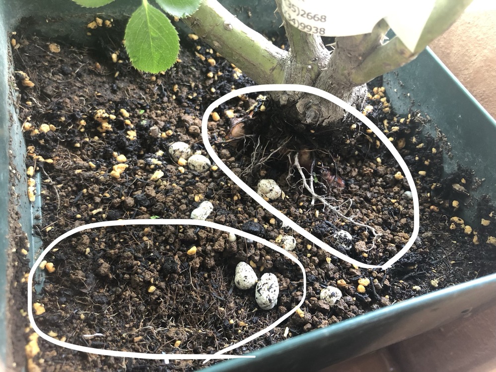 バラ大苗が届いた時から白い根っこが見えているのですがこのまま Yahoo 知恵袋