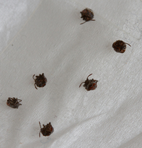 黒い1mm程の虫が窓の下 カーテンの横 にたくさん落ちていました 発見 Yahoo 知恵袋