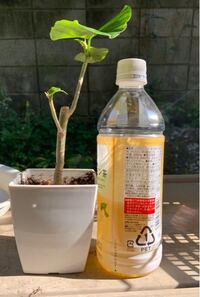 ウンベラータの鉢のサイズ - 適した鉢の大きさを教えてください