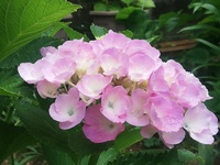 本日ホームセンターにて見切り価格の紫陽花を購入して来ました 初め Yahoo 知恵袋