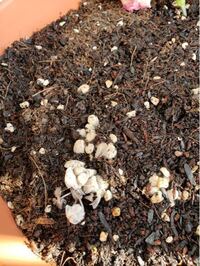 過去にハムスターちゃん埋葬したことのある方に質問です 一週間ほど Yahoo 知恵袋