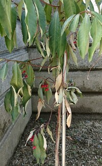 植え替え後のマンリョウ 万両 について お世話になります野生のマンリ Yahoo 知恵袋