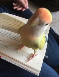 7歳になるメスのコザクラインコが病院で糖尿病と診断されました Yahoo 知恵袋