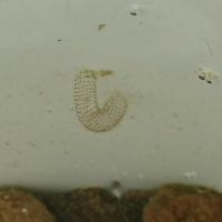 コンバーチブル 染色 自己 ユスリカ 駆除 水槽 Siacr Jp