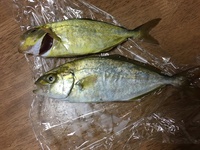 魚についてです 神奈川県の鎌倉市腰越漁港とゆうところの堤防で釣りをして Yahoo 知恵袋
