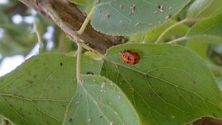 自宅の梅の葉に てんとう虫に似たオレンジの虫が大量発生してしまいました Yahoo 知恵袋