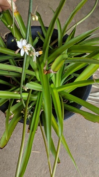 ランナーで増える植物が好きで 集めたいと思っています 園芸用品種から 雑 Yahoo 知恵袋