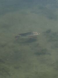 黒くて小さめで 尾びれが大きくてヒラヒラしている魚ってなんて魚かわかる Yahoo 知恵袋