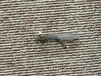 紙魚が一匹家にいました 初めて見たんですが一匹いるということはいっ Yahoo 知恵袋