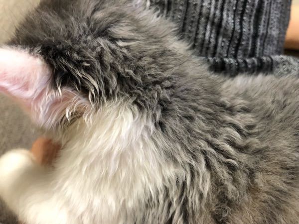 涙が止まりません。先日保護した子猫を、里親さんの所に引き渡し 