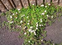 この花かんざしの花に似た花をつける植物 野草 の名前を教えて下さい Yahoo 知恵袋