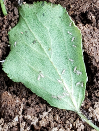 梅の木にいる小さい 全長2ミリ 飛ぶ虫は何という虫ですか この Yahoo 知恵袋