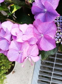 アジサイの種類が わかる方がいらっしゃったら 教えてください Yahoo 知恵袋