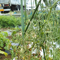 家庭菜園でトマトを育てていますが花を付けた時期に突然立ち枯れ Yahoo 知恵袋