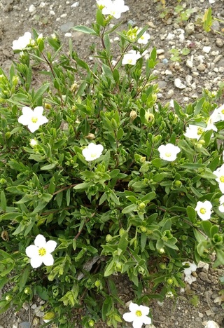 この画像の花の名前を教えてください 背の低い花です 寒冷地で庭で越冬で Yahoo 知恵袋