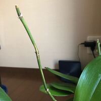 胡蝶蘭の葉が写真のように茶色や黒く変色していますが病気ですかねそ Yahoo 知恵袋