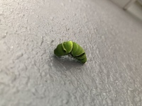 アゲハチョウの青虫のエサになる葉はなんでしょう ベランダの鉢植えのグレープフ Yahoo 知恵袋