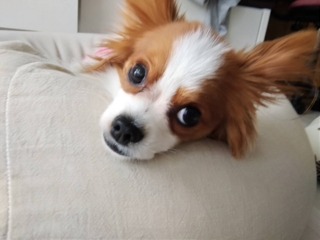 犬の斜視について 最近 うちの犬が斜視であることに気が Yahoo 知恵袋