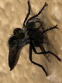 この虫は何という虫でしょうか 蟻に針を刺して捕食 吸ってる Yahoo 知恵袋