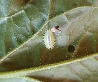 ほうれん草の害虫なのですが これはなんと言う虫ですか 葉 Yahoo 知恵袋