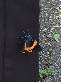 これはなんていう蝶々でしょうか 沖縄で服に止まってきました Yahoo 知恵袋