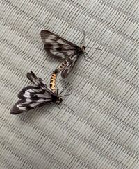 蝶々結びできますか 蝶々結びは大人なら誰でも出来ると思ってたの Yahoo 知恵袋