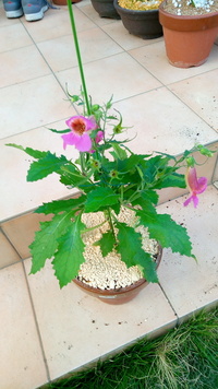 この釣鐘状の花の名前を教えて下さい レーマニア エラー Yahoo 知恵袋