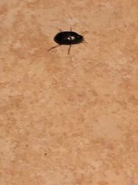 虫嫌いな人閲覧注意 この虫はなんですか 芝生に水をやる Yahoo 知恵袋