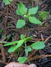 この植物の名前教えてください 葉は対生で 茎には白い毛が多い Yahoo 知恵袋