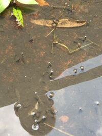 Minecraftスイッチ版で武器を2つもてるアプデ来ますか 両手に武器 Yahoo 知恵袋