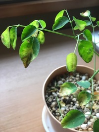 ハッカ油は虫除けに有効だというのですが では 家庭菜園等の植物 Yahoo 知恵袋