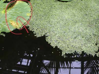 よく池などに浮いてる緑のやつ イラストでカエルが乗ってそうな の名前は Yahoo 知恵袋
