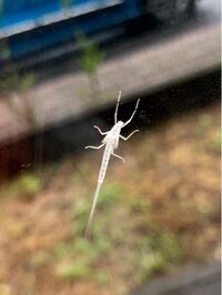 虫について質問します 黒にオレンジの縞模様 全長３cmくらいで直径５mm程 Yahoo 知恵袋