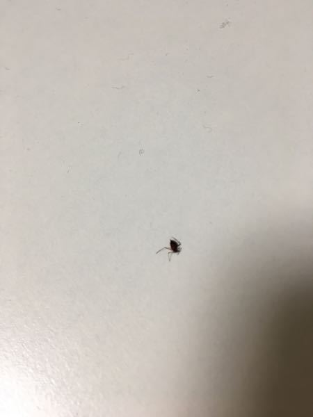 マダニ 旦那が家でさされていたので 叩いて殺した虫なのですが マダニな Yahoo 知恵袋