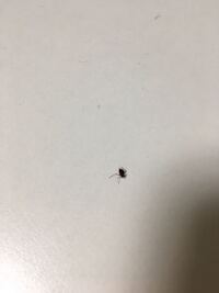 この虫はマダニでしょうか 潰したら血が沢山出てきました マダニに間違いあ Yahoo 知恵袋