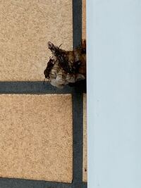 蝉がベランダに入ってきて死ぬことが多く処理が大変で困ってます 死にかけ Yahoo 知恵袋