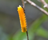 このオレンジ色の綺麗な芋虫さんは 何の幼虫でしょうか Yahoo 知恵袋