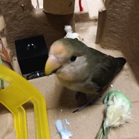 家で飼ってるコザクラインコが毛を膨らませてこんな感じになってました病院に連れ Yahoo 知恵袋