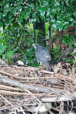 この鳥は何ですか 閲覧ありがとうございます 庭に居た鳥で 猛 Yahoo 知恵袋