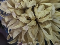 昨日 ふと仏壇の花を見たら風も吹いていないのに花が揺れていました 花が突然 Yahoo 知恵袋