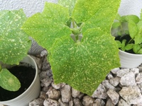 シソとバジルにアザミウマがついてるんですが 退治の仕方を教えてください 食べる Yahoo 知恵袋