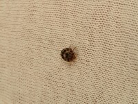 最近黒い斑点が二つあるテントウムシをよく見かけます そのテン Yahoo 知恵袋