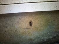 家の壁に何の虫かわかりますか 教えて 住まいの先生 Yahoo 不動産