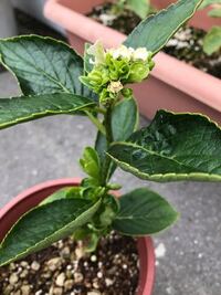 紫陽花の挿し木について 6月に紫陽花を赤土に挿し木し 3週間後に根が1 Yahoo 知恵袋